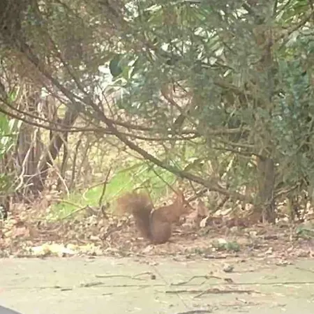 בית נופש Vakantiehuis De Eekhoorn In Op De Veluwe